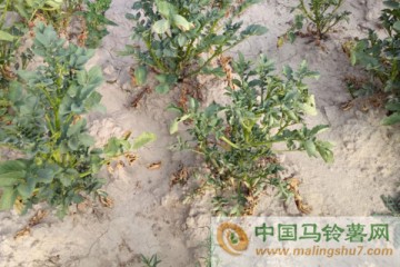 甘肅定西現嚴重旱情　馬鈴薯發(fā)育停滯或絕收 ()