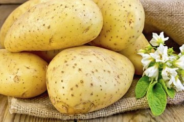 土豆切開不變黑是轉(zhuǎn)基因土豆嗎？ ()