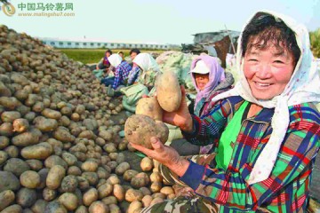 黑龍江綏化市北林區(qū)津河鎮(zhèn)津河村土豆喜獲豐收 ()