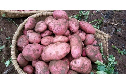 常年代收青薯9號(hào)