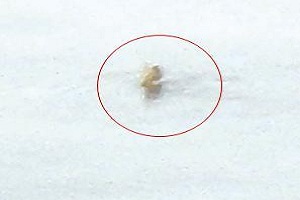 長白山“天池水怪”再現(xiàn)身 行跡神秘疾速游行 ()