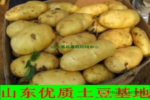 山東冷庫(kù)土豆供應(yīng)
