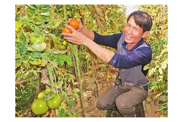 云南石屏縣：冬早熟蔬菜為民創(chuàng)富增收 ()