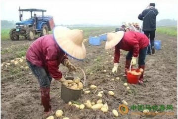 廣東恩平市：冬種馬鈴薯總種植面積為4.7萬(wàn)畝 ()