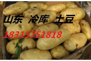 山東大棚土豆大量上市。價(jià)格便宜18315751818