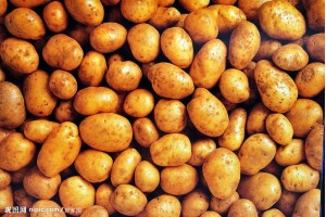 大量土豆西瓜供應(yīng) ，代辦