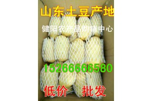 今日山東大棚荷蘭十五土豆大量上市批發(fā)價格