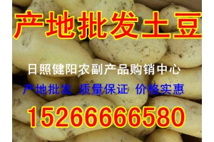 山東土豆大量上市了  今日產(chǎn)地批發(fā)價格