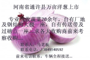 河南開封萬畝洋蔥/馬鈴薯/土豆上市，跪求洋蔥/土豆收購商