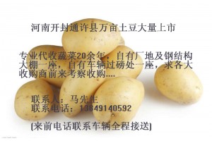 河南開封萬畝洋蔥/馬鈴薯/土豆上市，跪求洋蔥/土豆收購商