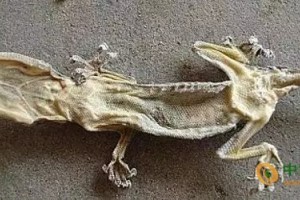世界最詭異湖泊：動(dòng)物進(jìn)去就變干尸！ ()