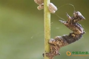 英國僵尸病毒爆發(fā)！這種病毒太邪惡了。。。 ()