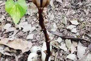 四川發(fā)現(xiàn)“冥界之花”！傳說有起死回生的魔力！ ()