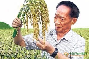 人類餓不死了！海水稻終于試驗成功！畝產(chǎn)621公斤！ ()