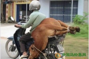 搞笑動(dòng)物,勾肩搭背,世間常態(tài),你說牛嗎？ ()