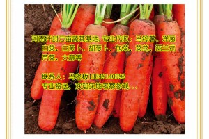 代收：胡蘿卜、紅蘿卜、河南萬畝蔬菜基地