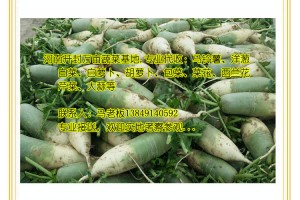 代收：青皮蘿卜、紅皮蘿卜、白菜，河南萬畝蔬菜基地