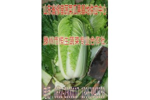 山東白菜，棗莊白菜，滕州白菜，大塢白菜，代收代辦白菜電話