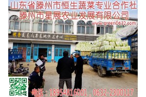 2019年白菜供應(yīng)，代收代辦山東滕州白菜基地最新價格行情。