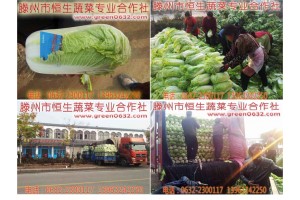 代收代辦山東大白菜，電話13963242250
