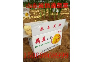 山東肥城土豆，山東土豆，肥城土豆荷蘭十五土豆大量供應