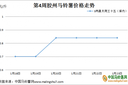 薯市回暖 價(jià)格上漲 ()