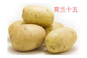 求購優(yōu)質馬鈴薯