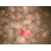 出售土豆原種:X6，雪川紅等
