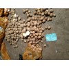 土豆原種銷(xiāo)售！