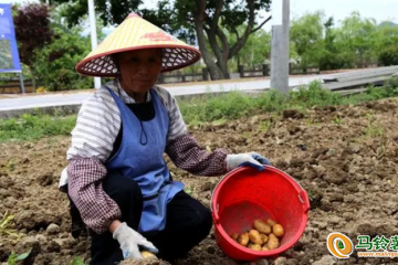 貞豐縣挽瀾鎮(zhèn)：冬閑時(shí)節(jié)發(fā)展馬鈴薯 ()