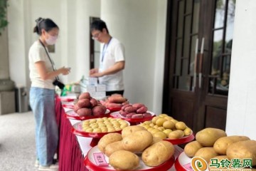 一帶一路”國際馬鈴薯產(chǎn)業(yè)發(fā)展合作論壇召開 ()