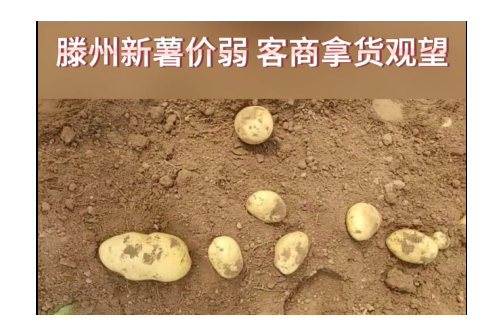 2024年4月10日滕州產(chǎn)區(qū)市場(chǎng)行情 ()