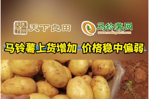2024年4月15日山東滕州產(chǎn)區(qū)價格行情！ ()