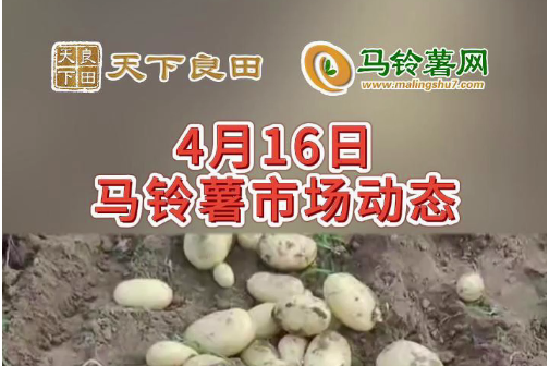 2024年4月16日山東滕州產(chǎn)區(qū)價格行情！ ()