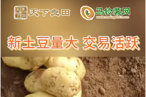2024年4月17日山東滕州產(chǎn)區(qū)價格行情！ ()