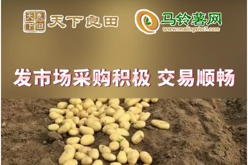 2024年4月22日山東滕州產(chǎn)區(qū)價(jià)格行情！ ()
