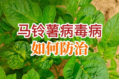 馬鈴薯病毒病如何防治？ ()