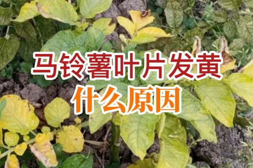 馬鈴薯葉片發(fā)黃什么原因？ ()