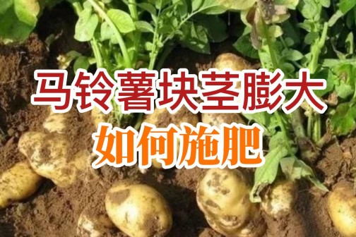 馬鈴薯塊莖膨大如何施肥？ ()