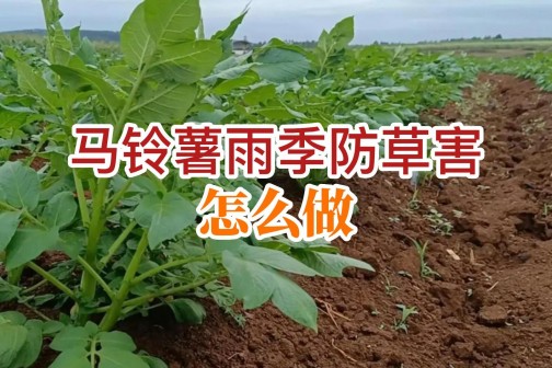 馬鈴薯雨季防草害怎么做？ ()