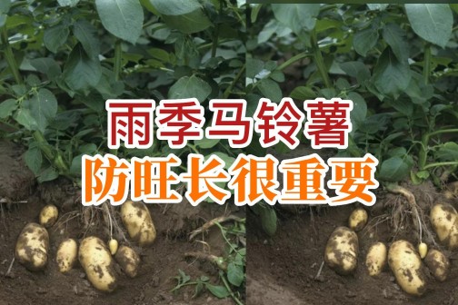 雨季馬鈴薯記得防旺長！ ()