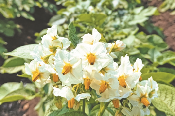 克山農(nóng)場(chǎng)6萬(wàn)畝馬鈴薯花開(kāi)成海 ()