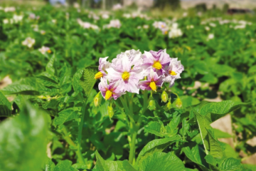 甘肅武威：土豆花兒開(kāi) 匯成紫色海洋 ()