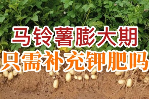 馬鈴薯膨大期只需補(bǔ)充鉀肥嗎？ ()