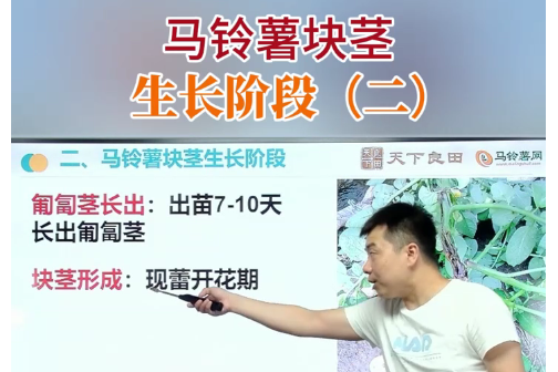 馬鈴薯塊莖生長(zhǎng)階段（二） ()