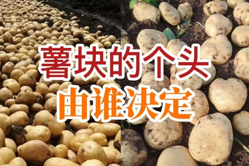 薯塊的個(gè)頭由誰(shuí)決定？ ()