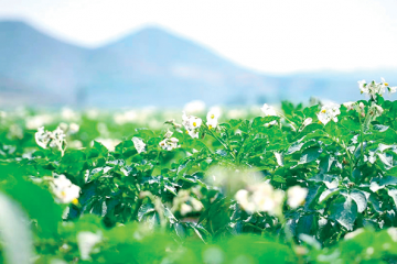 山西省盂縣：萬(wàn)畝馬鈴薯開(kāi)花了 ()