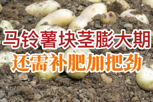 馬鈴薯塊莖膨大還需補(bǔ)肥加把勁！ ()