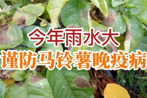 今年雨水大，謹(jǐn)防馬鈴薯晚疫?。。?！ ()