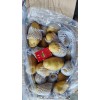 大量供應滕州冷庫套網(wǎng)精品荷蘭土豆